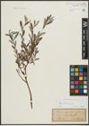 Foto von Salix repens subsp. incubacea (L.) A. Neumann
